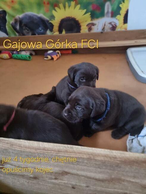 Labrador szczeniaki FCI ZkwP o/Wrocław