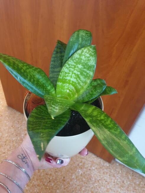 Roślina doniczkowa sansewieria