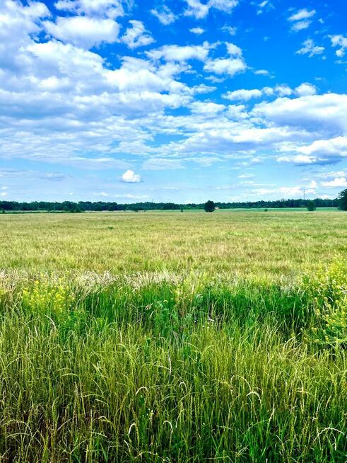 Działka rolna Kotorydz gm. Tarczyn