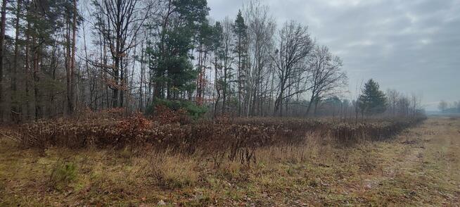 Działka Zawodne gm. Prażmów