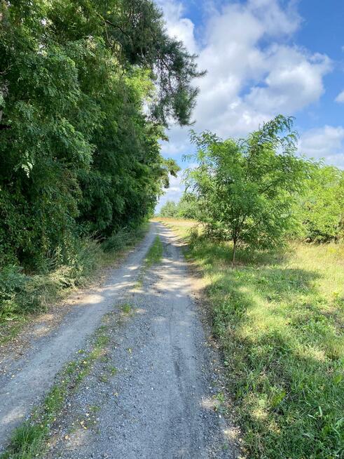 Działka leśna Mąkosin gm. Chynów