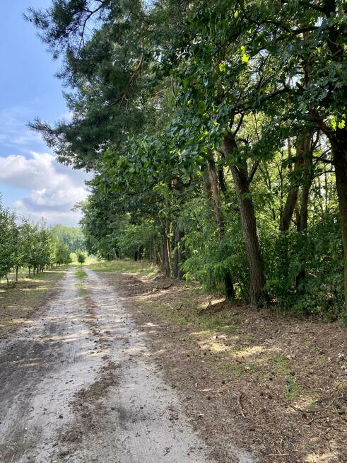 Działka leśna Mąkosin gm. Chynów