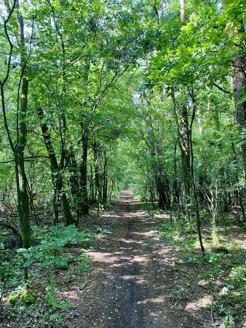 Działka leśna Mąkosin gm. Chynów