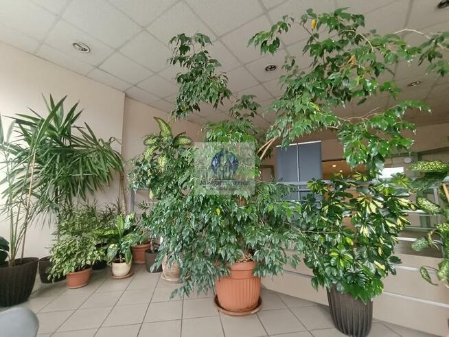 Lokal użytkowy Warszawa Praga-Północ, rondo Stefana Starzyńskiego