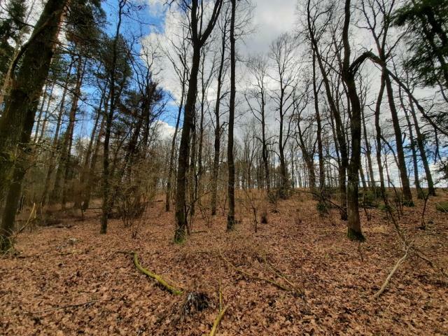 Działka leśna Grądzkie gm. Wydminy