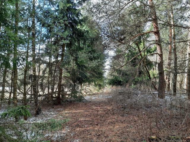 Działka leśna Grądzkie gm. Wydminy