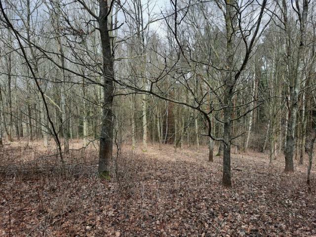 Działka leśna Grądzkie gm. Wydminy