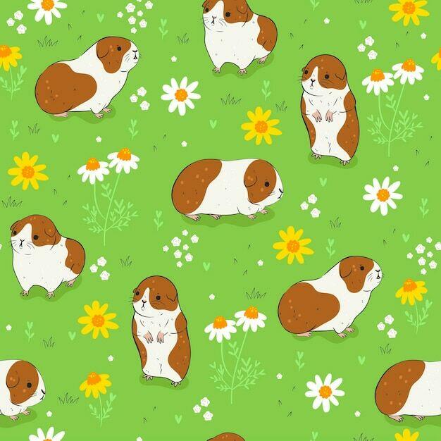 Dwa samce swinki morskie.