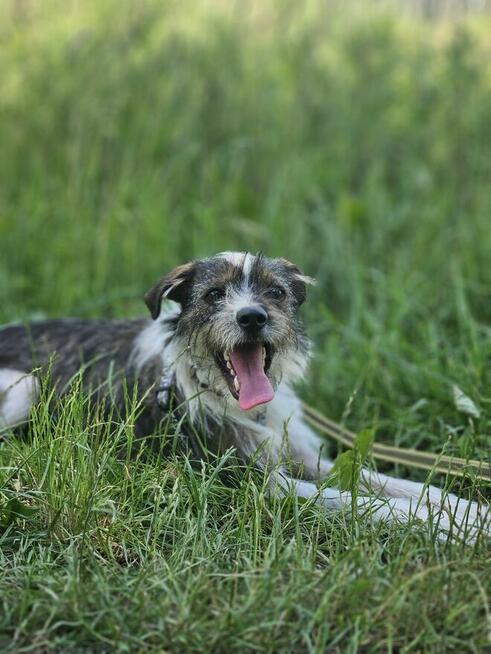 Brukselka – mała wrażliwość, która prosi tylko o miejsce