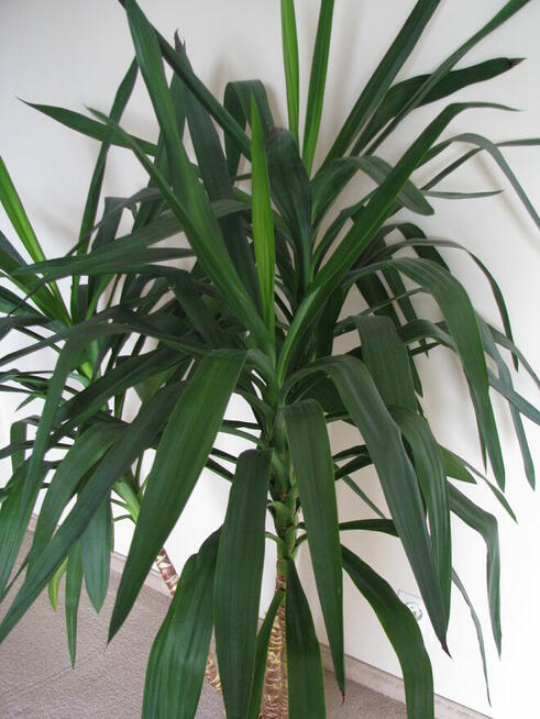 Juka – piękny, zdrowy, duży kwiat doniczkowy, 3-pienny, 1,6