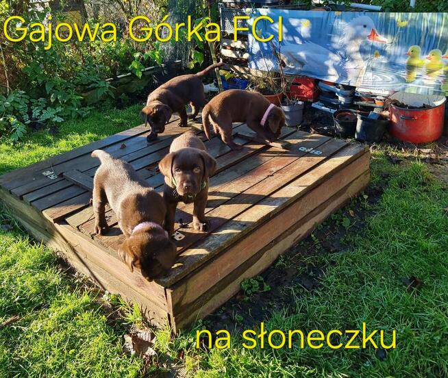 Labrador szczeniaki FCI ZkwP o/Wrocław