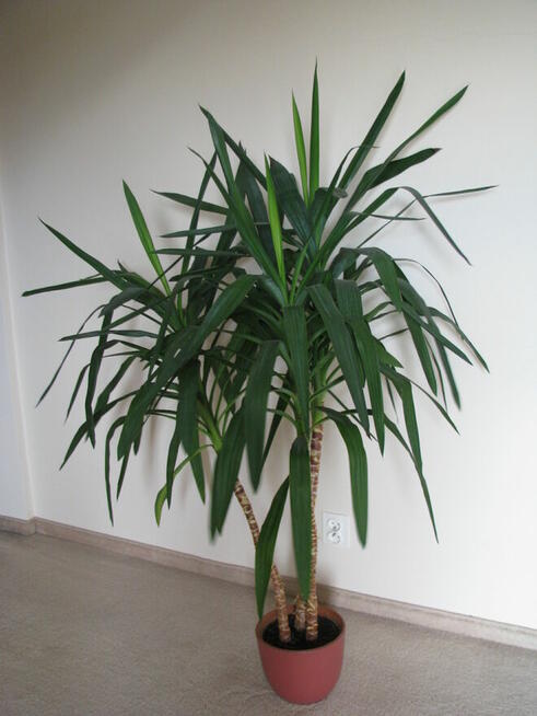 Juka – piękny, zdrowy, duży kwiat doniczkowy, 3-pienny, 1,6