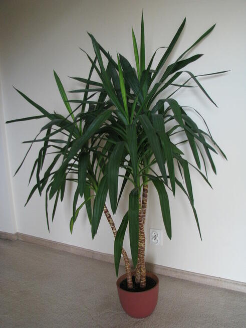 Juka – piękny, zdrowy, duży kwiat doniczkowy, 3-pienny, 1,6