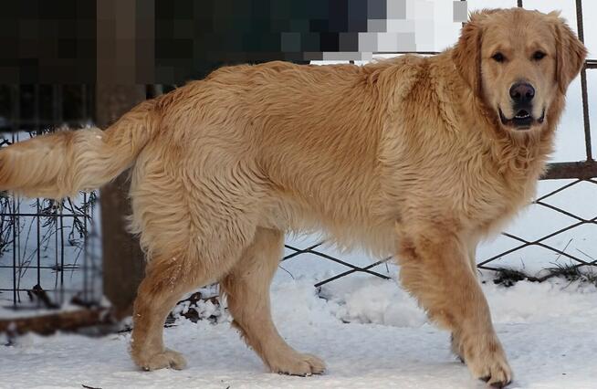 Golden retriever 9 miesięczny