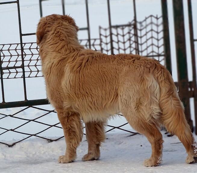 Golden retriever 9 miesięczny