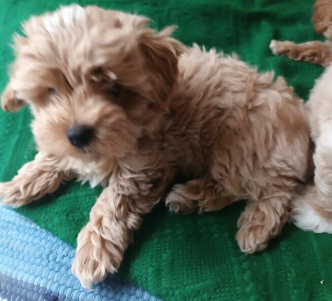 Sprzedam pieski rasy maltipoo z metryka, czipem, zaszczepione