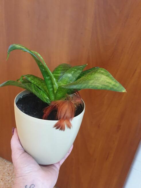 Roślina doniczkowa sansewieria