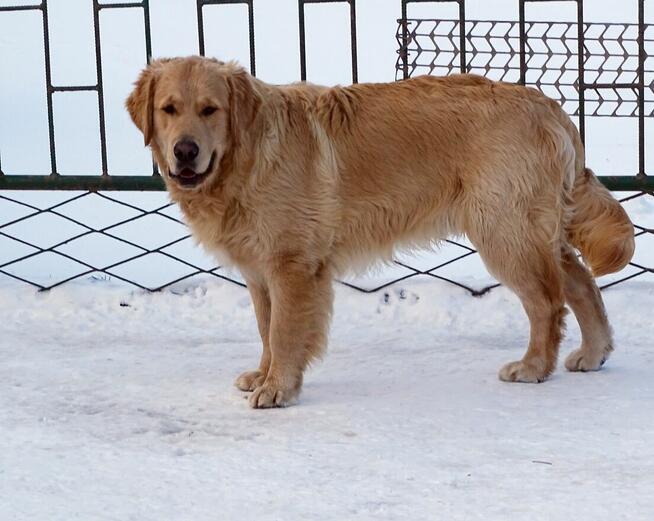 Golden retriever 9 miesięczny