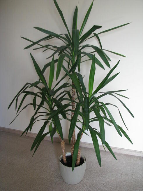 Juka – piękny, zdrowy, duży kwiat doniczkowy, 3-pienny, 1,6