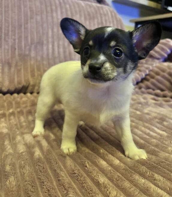 szczeniaki szukają domku