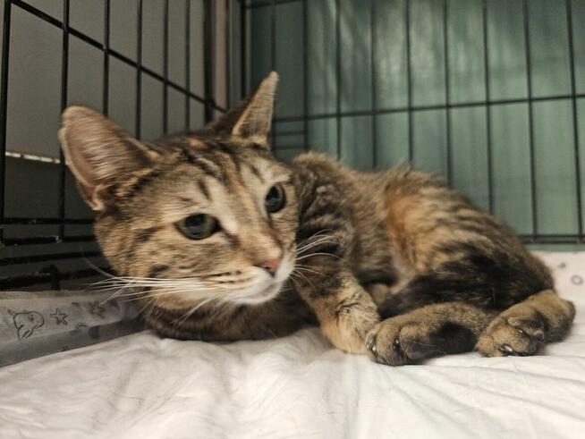 Brydzia szuka cierpliwego opiekuna