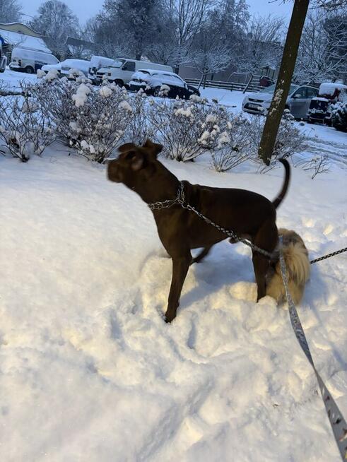 Oddam do odpowiedzialnego domu