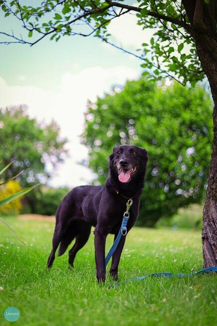 Stella jest z nami kilka lat. To urocza psinka