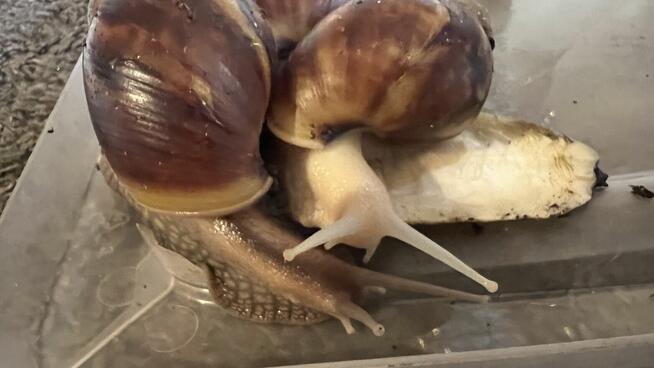 Ślimak Afrykanski • XXXL ️..Pasjonaty Miłiośnika Alergika O