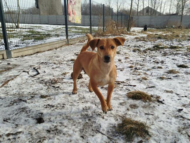 Młoda Dzielna sunia szuka kochającego i odpowiedzialnego dom