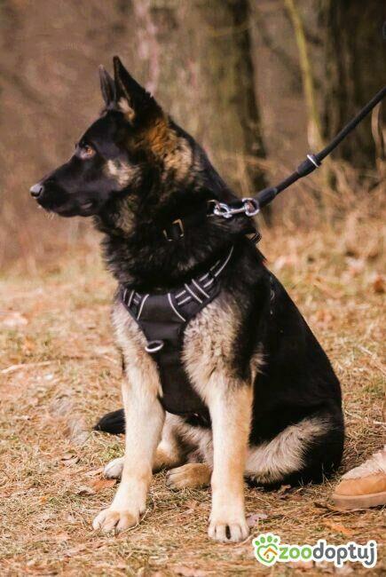 NERO - 9 miesięczny, piękny owczarek szuka najlepszego domu