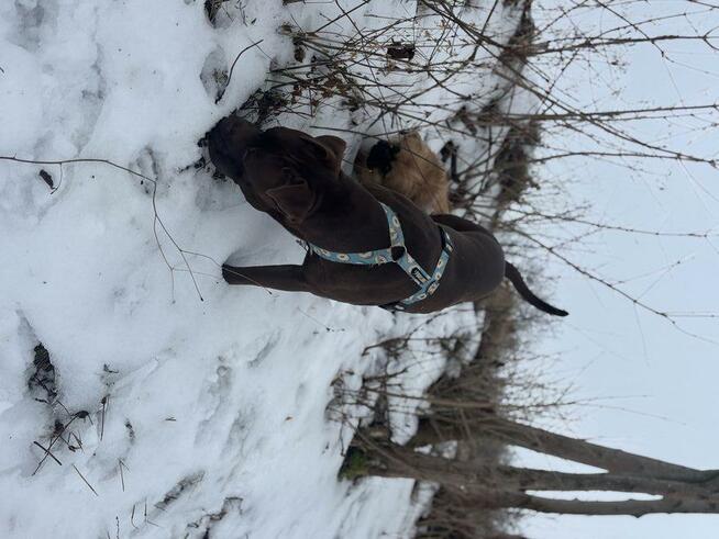 Oddam do odpowiedzialnego domu