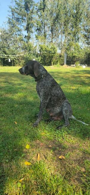 Wyżeł szorstkowłosy