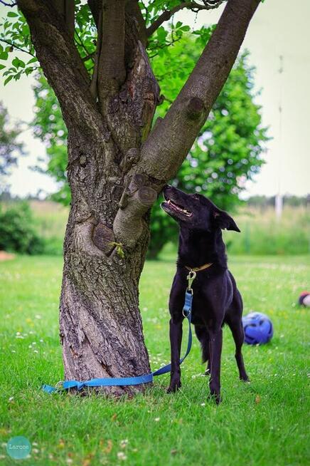 Stella jest z nami kilka lat. To urocza psinka