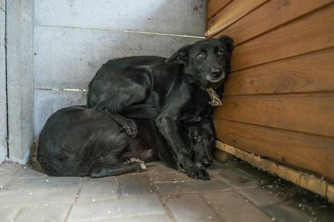 Stella jest z nami kilka lat. To urocza psinka