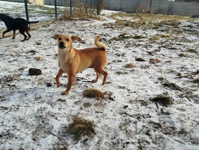 Kochana wrażliwa dziewczynka poleca się do adopcji