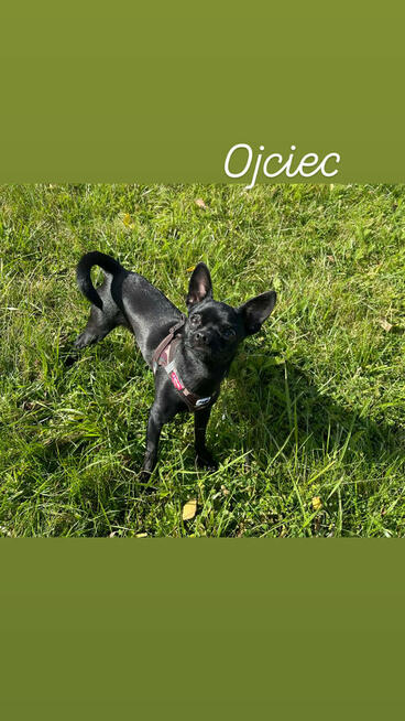 szczeniaki szukają domku