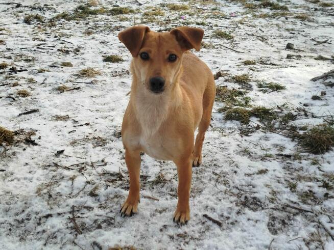 Kochana wrażliwa dziewczynka poleca się do adopcji