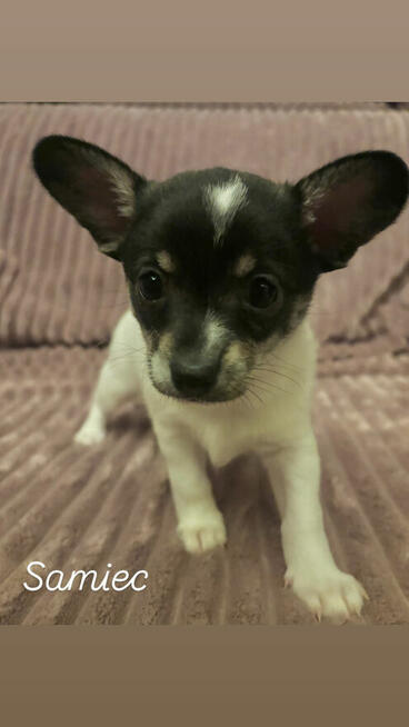 szczeniaki szukają domku