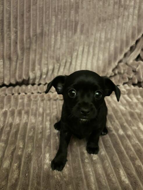 szczeniaki szukają domku