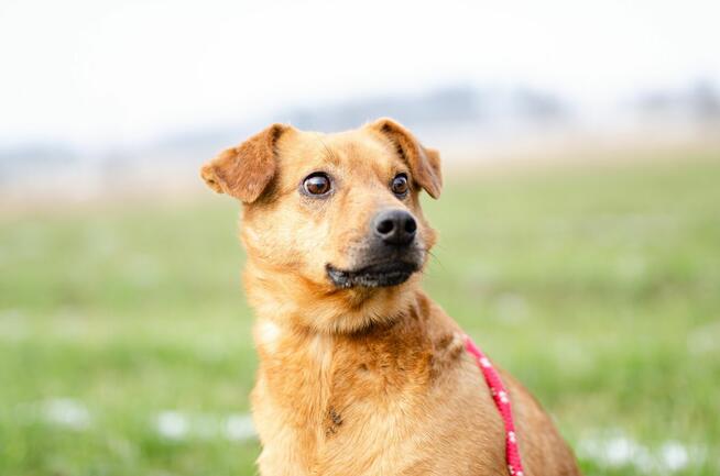 Cudowny, nieduży Rożek szuka domu!