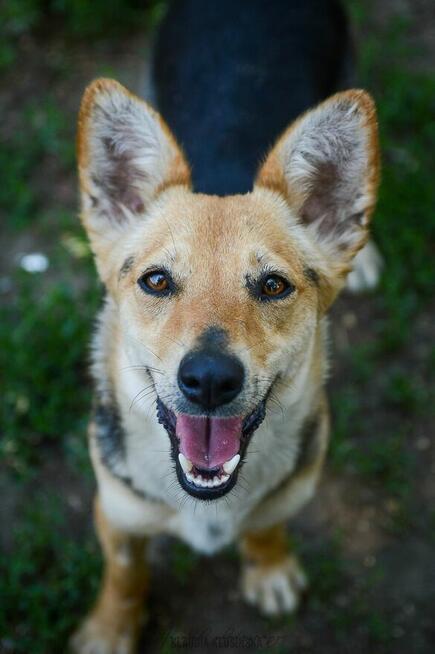 Niewielka Zuzia, młoda i wesoła sunia do pokochania