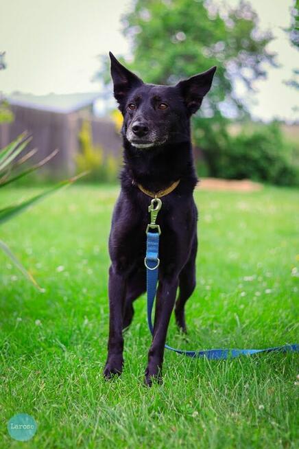 Stella jest z nami kilka lat. To urocza psinka