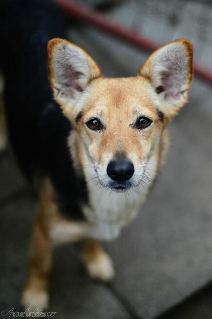 Niewielka Zuzia, młoda i wesoła sunia do pokochania
