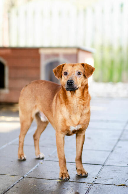 Cudowny, nieduży Rożek szuka domu!