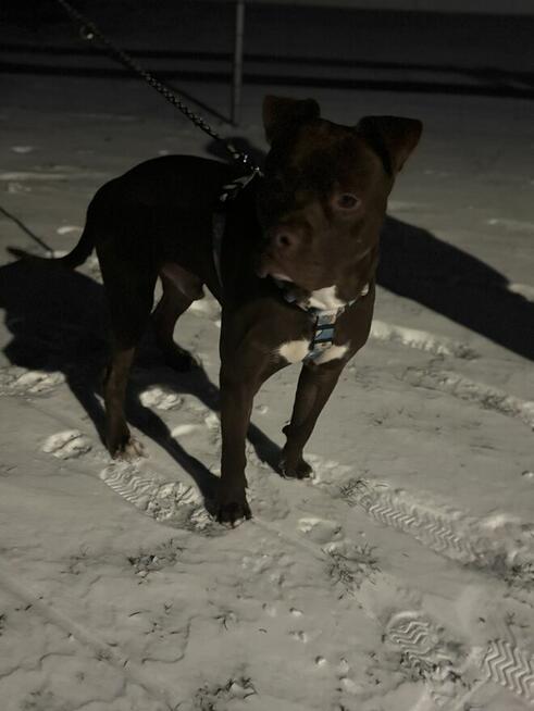 Oddam do odpowiedzialnego domu