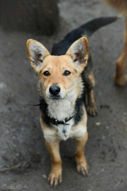 Niewielka Zuzia, młoda i wesoła sunia do pokochania