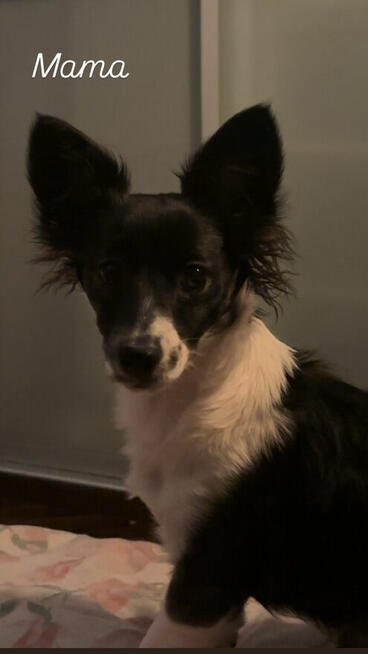 szczeniaki szukają domku