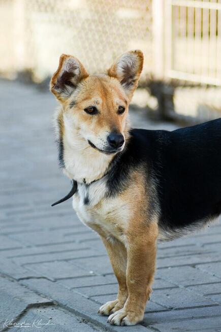 Niewielka Zuzia, młoda i wesoła sunia do pokochania