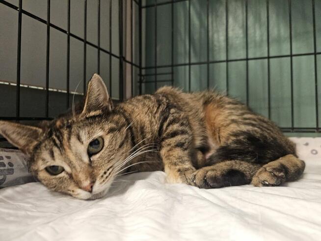 Brydzia szuka cierpliwego opiekuna