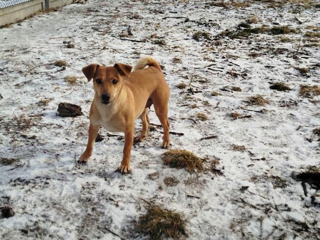 Kochana wrażliwa dziewczynka poleca się do adopcji